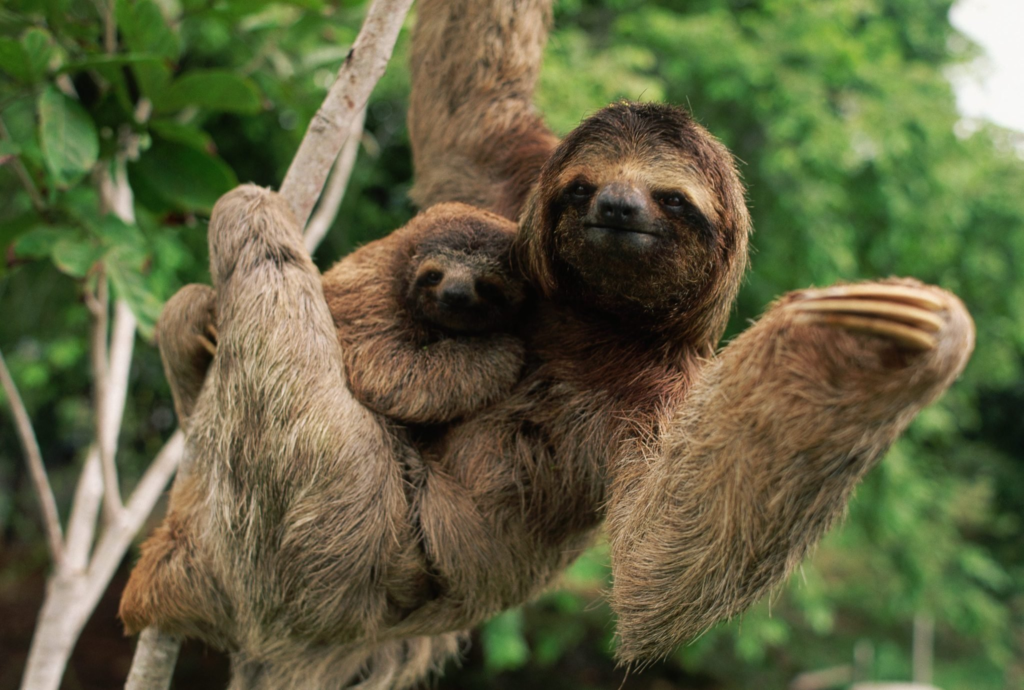 Fun Sloth Facts for Kids, slothtoday.com